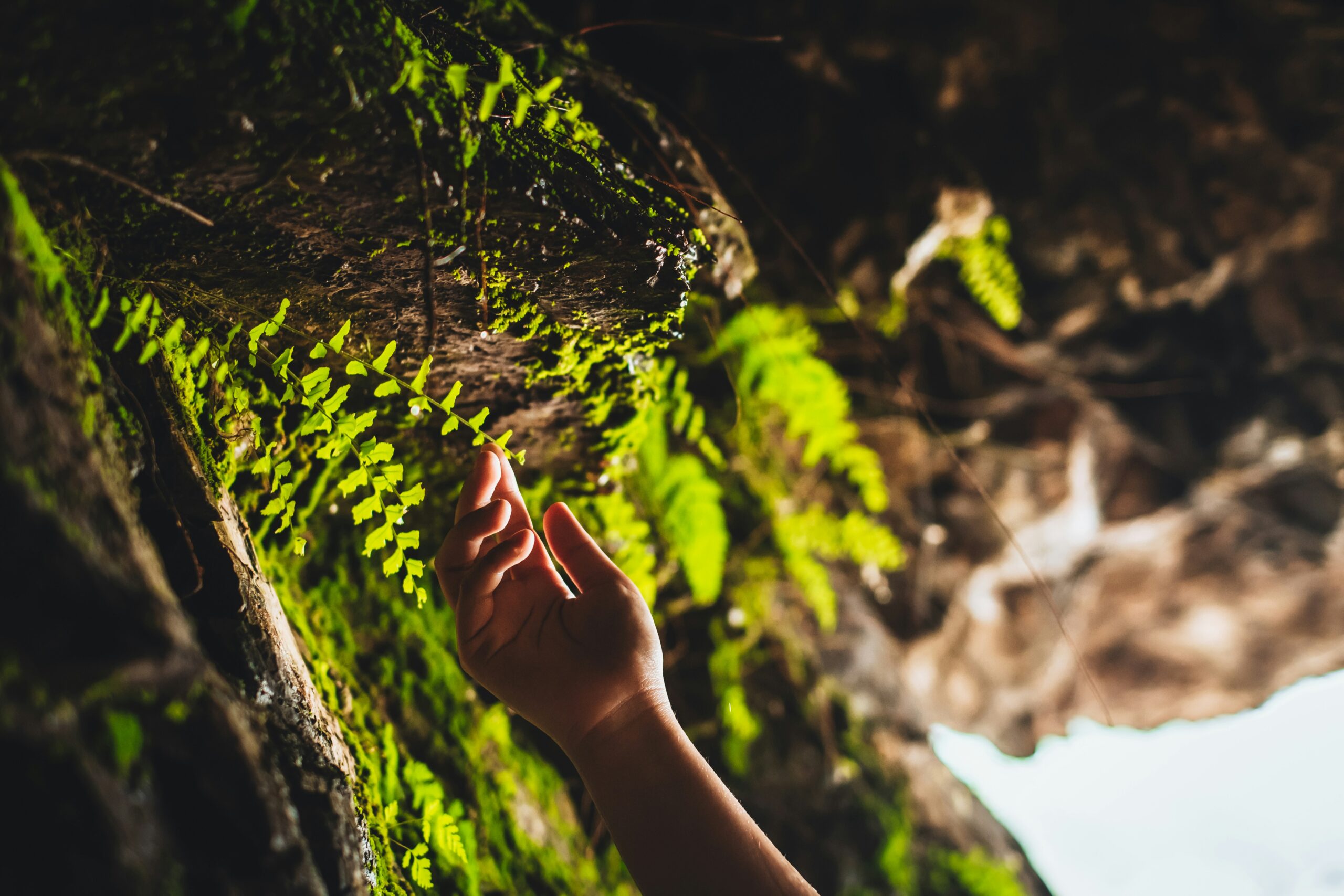 Hand Wald